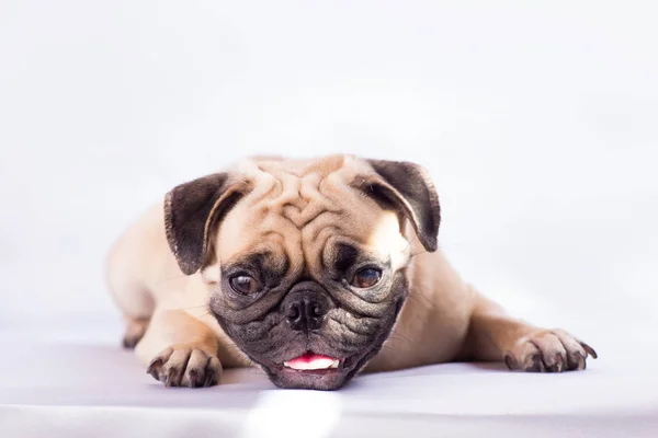 Şirin pug köpek hissediyorum uykulu ve sıkıcı güneş ışığı altında