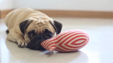 Yakın çekim yüz sevimli köpek dinlenme çene tarafından pug ve aşağı karo zemin üzerinde yatıyordu yapışmasını dilini