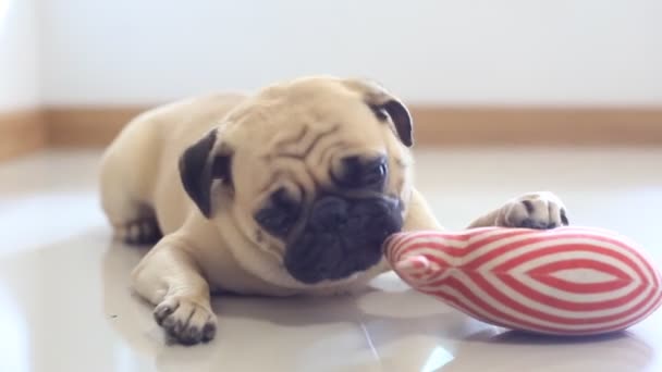 Close Rosto Bonito Pug Cão Resto Pelo Queixo Língua Saindo — Vídeo de Stock