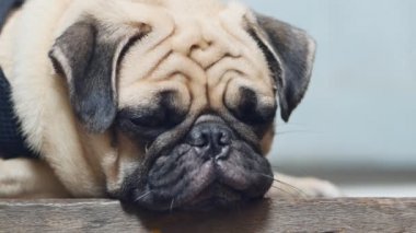 Yakın çekim yüz çene ahşap zemin üzerinde tarafından dinlenme uyuyan sevimli pug köpek yavrusu köpek