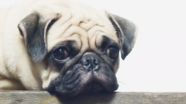 Yakın çekim yüz çene ahşap zemin üzerinde tarafından dinlenme uyuyan sevimli pug köpek yavrusu köpek