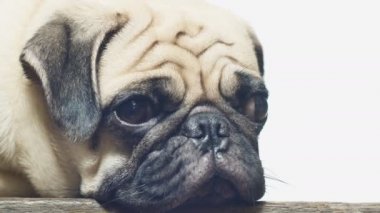 Yakın çekim yüz çene ahşap zemin üzerinde tarafından dinlenme uyuyan sevimli pug köpek yavrusu köpek