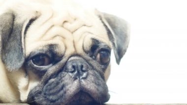 Yakın çekim yüz çene ahşap zemin üzerinde tarafından dinlenme uyuyan sevimli pug köpek yavrusu köpek
