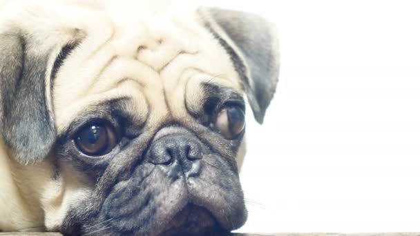 Γκρο Πλαν Πρόσωπο Του Χαριτωμένο Πατημασιά Κουτάβι Σκυλί Στον Ύπνο — Αρχείο Βίντεο