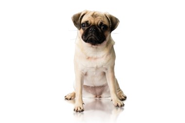 Kırpma yolları içinde siyah zemin üzerine izole katta oturan bir şirin Pug köpek portresi