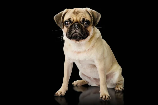 Kırpma yolları içinde beyaz zemin üzerine izole katta oturan bir şirin Pug köpek portresi