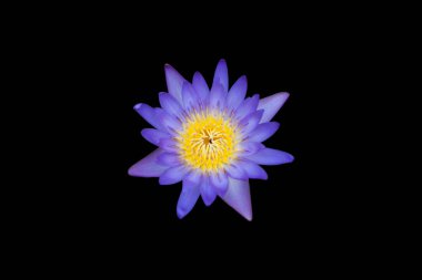 karanlık su tek menekşe lotus