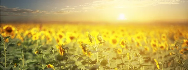 Leichte Brise Des Blühenden Sonnenblumenfeldes Mit Bewölktem Himmel — Stockfoto