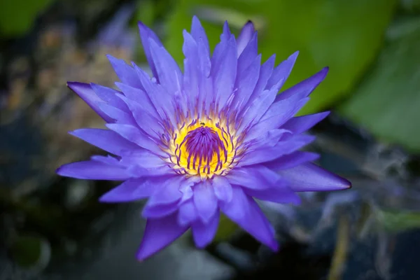 Single Violet Lotus Dark Water — Stock Photo, Image
