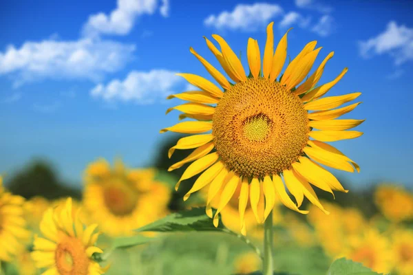 asia sunflower field on blue sky and cloudy