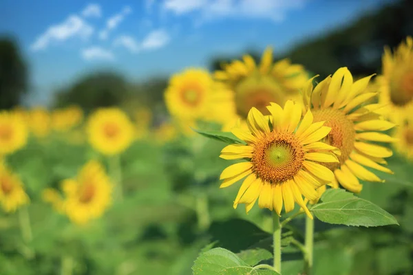 Asien Sonnenblumenfeld Auf Blauem Himmel Und Bewölkt — Stockfoto