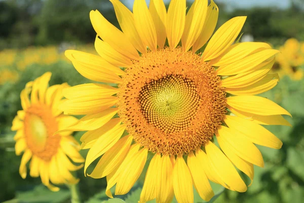 Gelbe Sonnenblume Makrofoto — Stockfoto