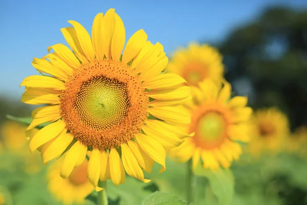 Gelbe Sonnenblume Makrofoto — Stockfoto