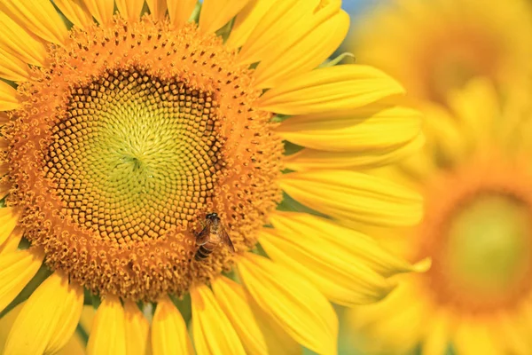 Yellow Sunflower Macro Photo — Stock Photo, Image