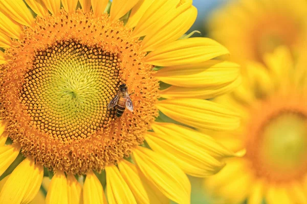 Yellow Sunflower Macro Photo — Stock Photo, Image