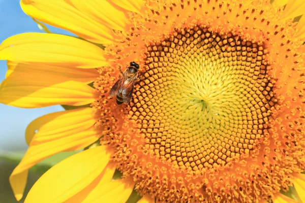 Gelbe Sonnenblume Makrofoto — Stockfoto