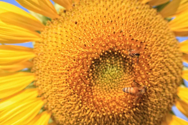 Yellow Sunflower Macro Photo — Stock Photo, Image