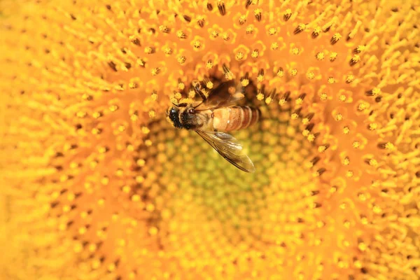 Biene Und Sonnenblume Blühen Blumenrasen — Stockfoto