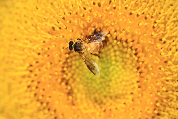 Biene Und Sonnenblume Blühen Blumenrasen — Stockfoto