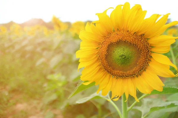 Bright Yellow Sunflowers Sun — Stock Photo, Image