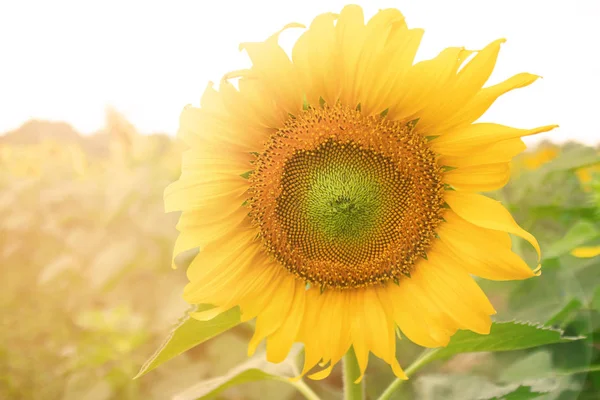 Bright Yellow Sunflowers Sun — Stock Photo, Image