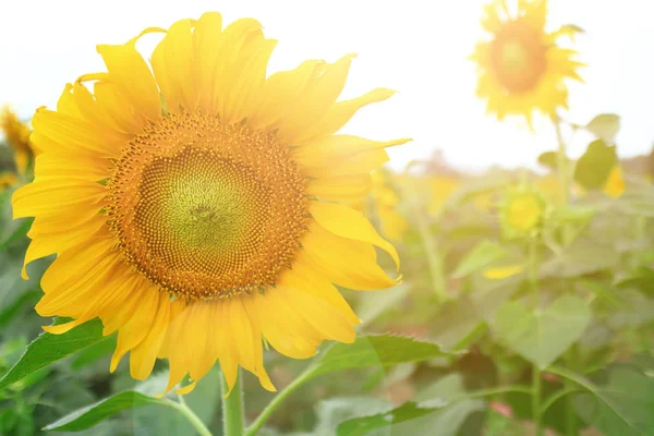 Bright Yellow Sunflowers Sun — Stock Photo, Image