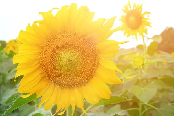 Leuchtend Gelbe Sonnenblumen Und Sonne — Stockfoto