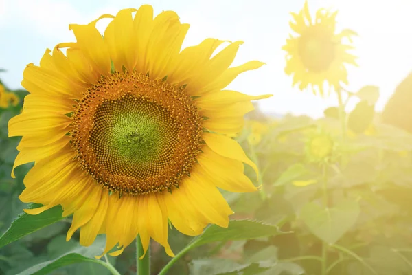 Leuchtend Gelbe Sonnenblumen Und Sonne — Stockfoto