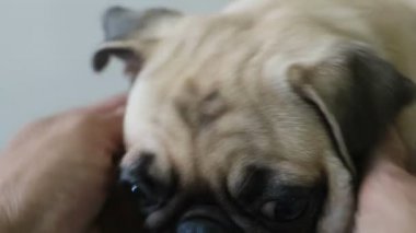 Oturma odasında oynarken şirin Pug yavruları