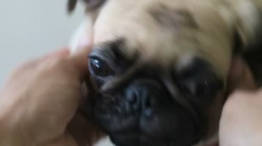 Oturma odasında oynarken şirin Pug yavruları