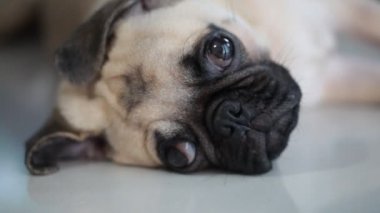 Yakın çekim yüz çene ve yapışkanlık dışarı dil tarafından dinlenme uyuyan sevimli pug köpek yavrusu köpek karo zemin üzerinde yatıyordu 