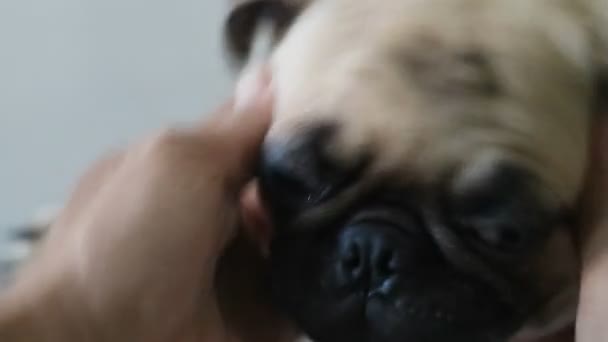 Leuke Pug Puppy Spelen Woonkamer — Stockvideo