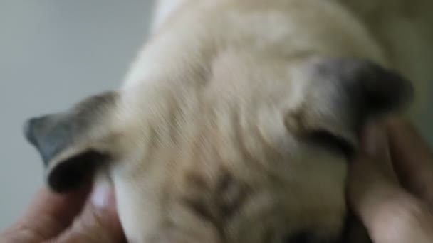 特写脸可爱的哈巴狗小狗睡觉休息的下巴和舌头伸出躺在瓷砖地板上 — 图库视频影像