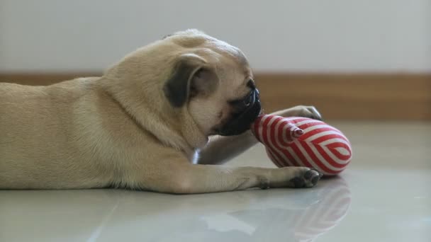 Zbliżenie Twarzy Ładny Pug Puppy Pies Kichanie Podłodze Płytki — Wideo stockowe