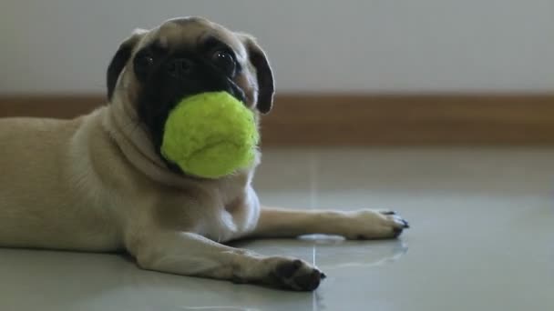 Zbliżenie Twarzy Ładny Pug Puppy Pies Kichanie Podłodze Płytki — Wideo stockowe