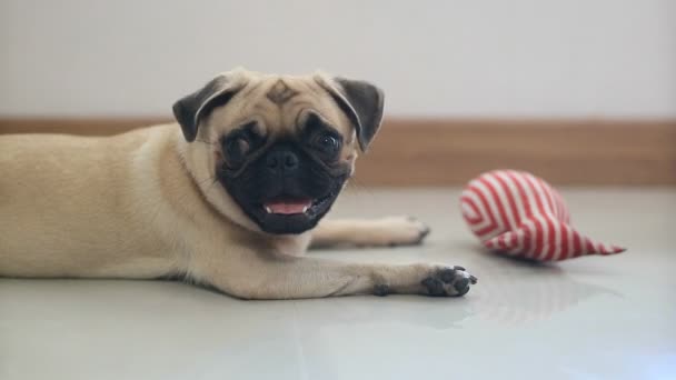 Närbild Ansikte Söt Mops Valp Hund Nysa Kakel Golv — Stockvideo