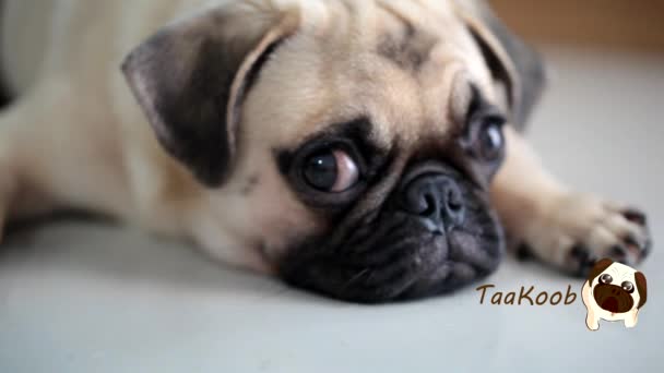 Close Rosto Cachorro Pug Bonito Repouso Sono Cão Pelo Queixo — Vídeo de Stock