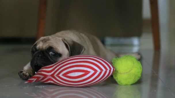 Primo Piano Faccia Carino Cane Cucciolo Carlino Starnuti Sul Pavimento — Video Stock