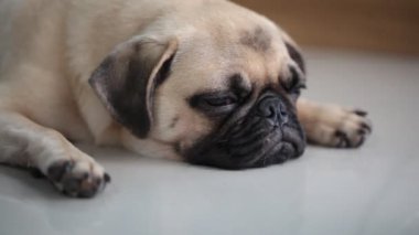 Yakın çekim yüz çene ve yapışkanlık dışarı dil tarafından dinlenme uyuyan sevimli pug köpek yavrusu köpek karo zemin üzerinde yatıyordu