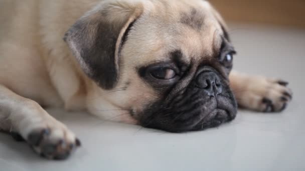 Close Face Cute Pug Puppy Dog Sleeping Rest Chin Tongue — Stock Video
