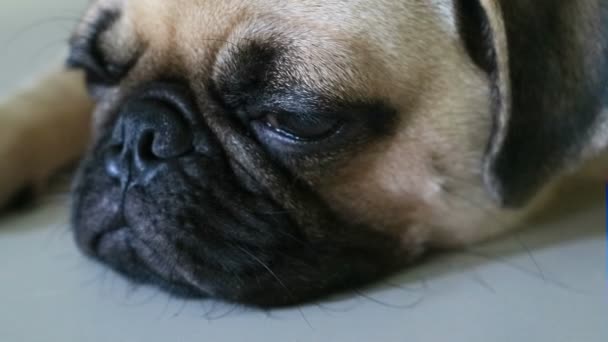 あごと舌を突き出し残りを眠っているかわいいパグ子犬犬のクローズ アップの顔は タイル張りの床に横たわって — ストック動画