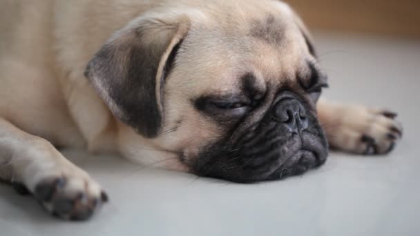 あごと舌を突き出し残りを眠っているかわいいパグ子犬犬のクローズ アップの顔は タイル張りの床に横たわって — ストック動画