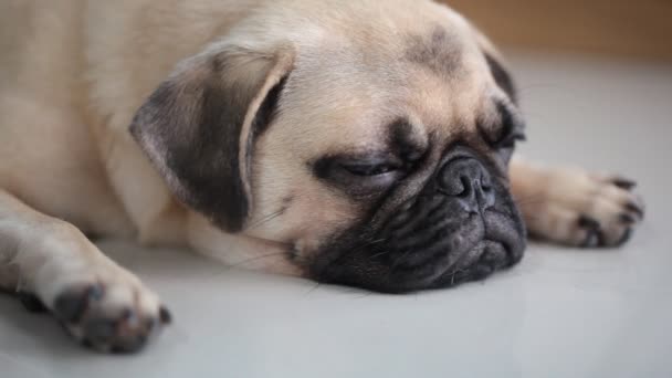 Close Face Cute Pug Puppy Dog Sleeping Rest Chin Tongue — Stock Video