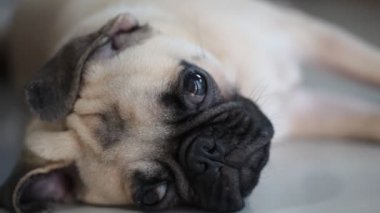 Yakın çekim yüz çene ve yapışkanlık dışarı dil tarafından dinlenme uyuyan sevimli pug köpek yavrusu köpek karo zemin üzerinde yatıyordu