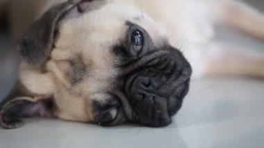 Yakın çekim yüz çene ve yapışkanlık dışarı dil tarafından dinlenme uyuyan sevimli pug köpek yavrusu köpek karo zemin üzerinde yatıyordu