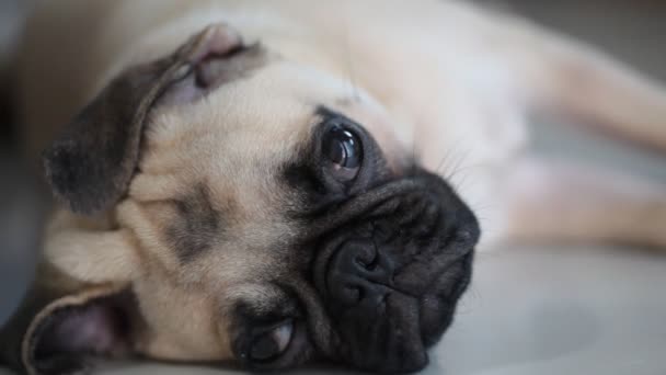 Cara Cerca Lindo Cachorro Cachorro Durmiendo Descanso Por Barbilla Lengua — Vídeo de stock