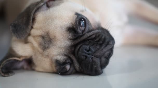 Cara Cerca Lindo Cachorro Cachorro Durmiendo Descanso Por Barbilla Lengua — Vídeo de stock