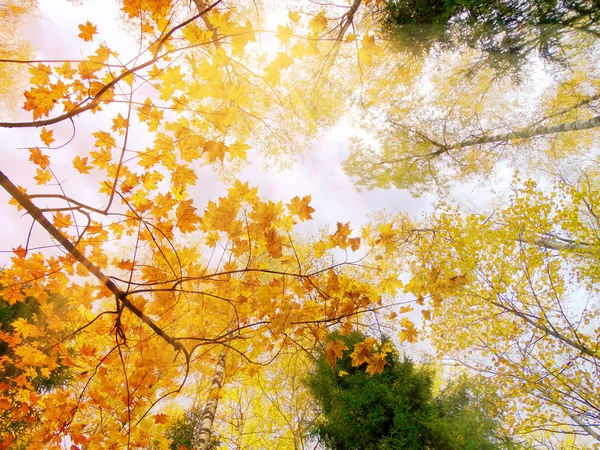 Paysage Forestier Automne Par Une Journée Ensoleillée Avec Fond Feuilles — Photo