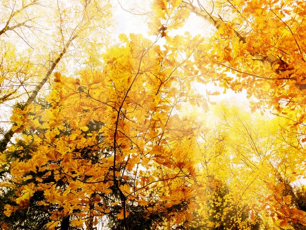 Φθινοπωρινό Δάσος Τοπίο Μια Ηλιόλουστη Ημέρα Maple Φύλλα Φόντο — Φωτογραφία Αρχείου