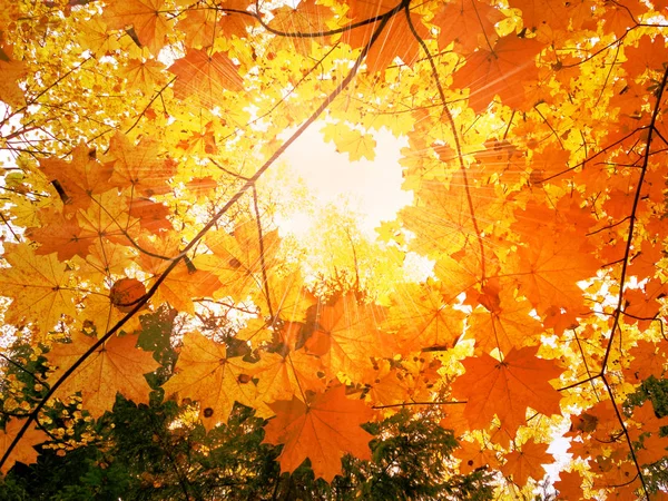 Jesień Las Krajobraz Słoneczny Dzień Klon Pozostawia Tło — Zdjęcie stockowe